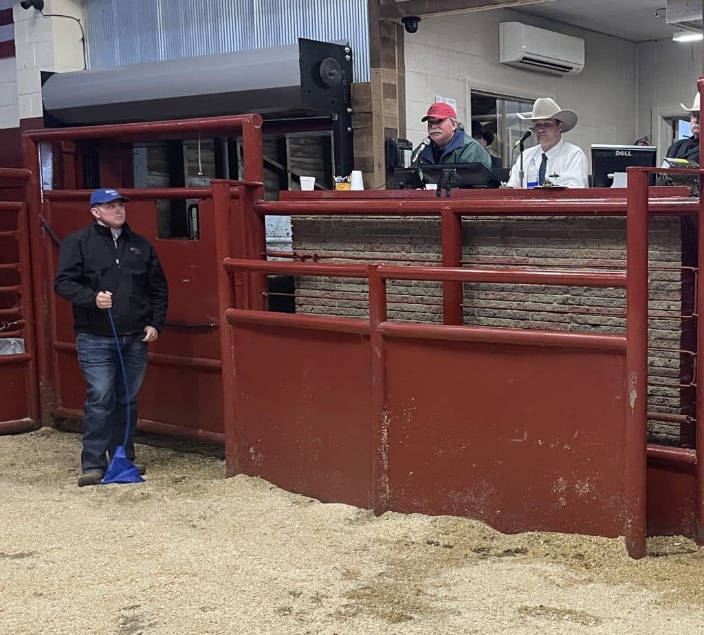 Sellman Ranch Annual Production Bull Sale | TSLN.com