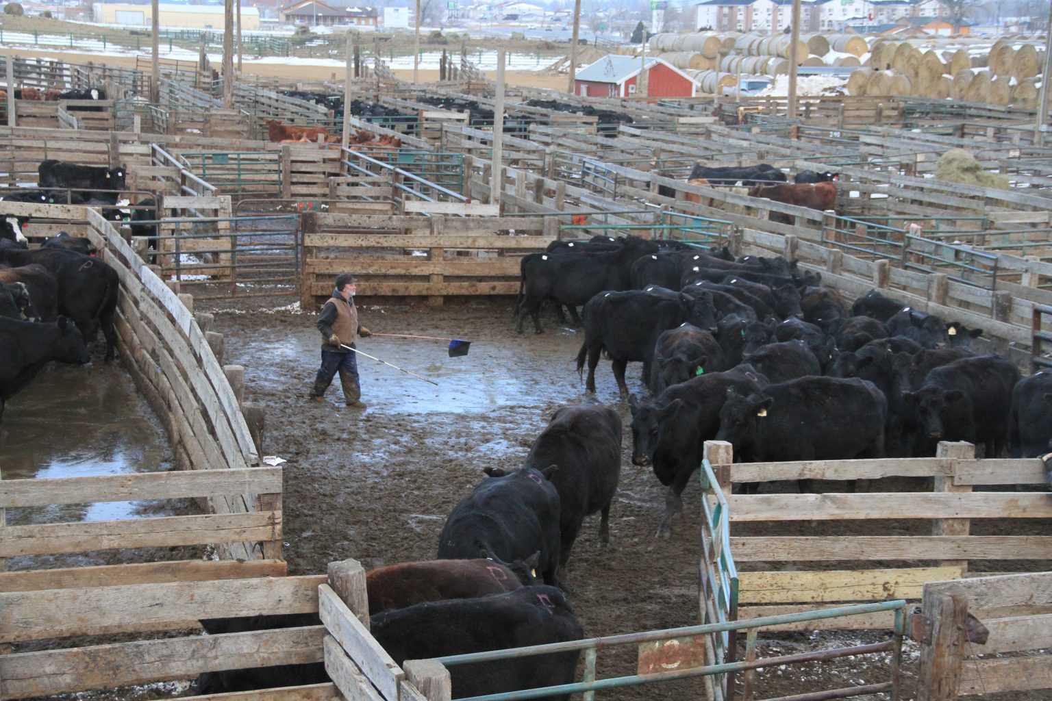 “About Damn Time” Supply, Demand Drive Cattle Prices Up