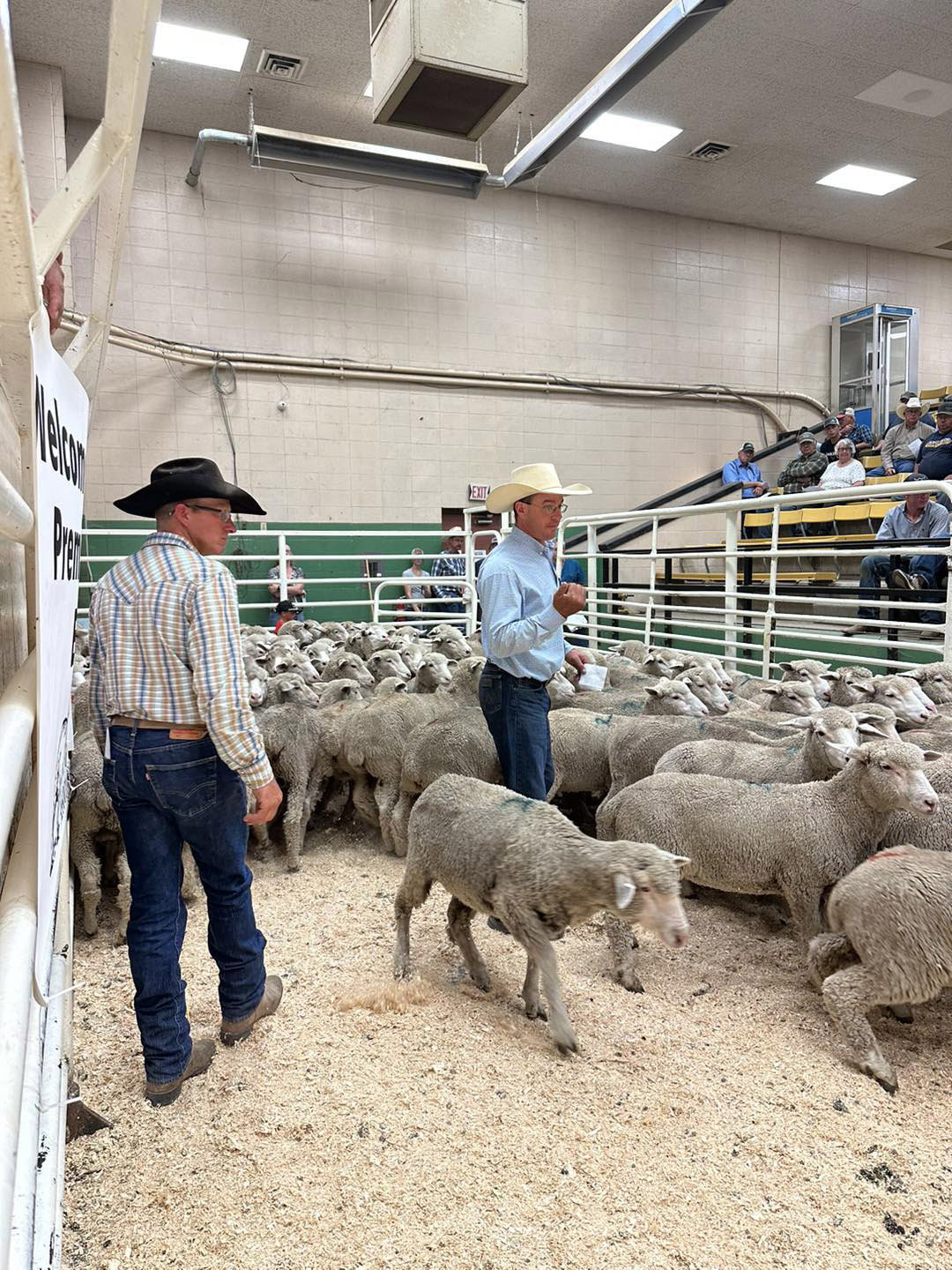 SD Sheep Growers Producers seek premium young ewes