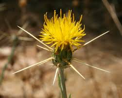 Wyoming: Yellow Starthistle Discovered in Natrona County for First Time - Vimarsana News