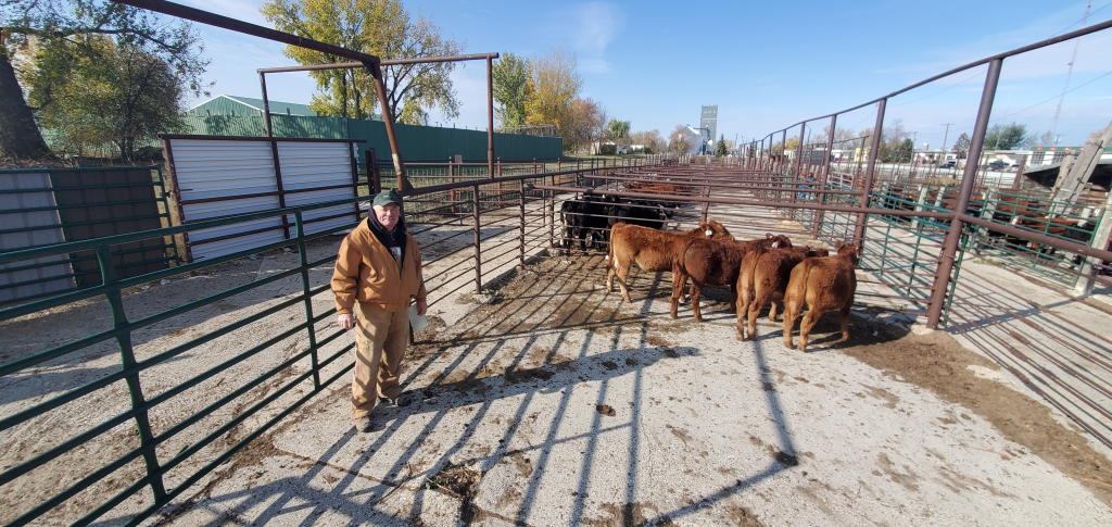 North Dakota: Dakota Feeder Calf Show and Feedout set for Oct. 21, Turtle Lake - Vimarsana News