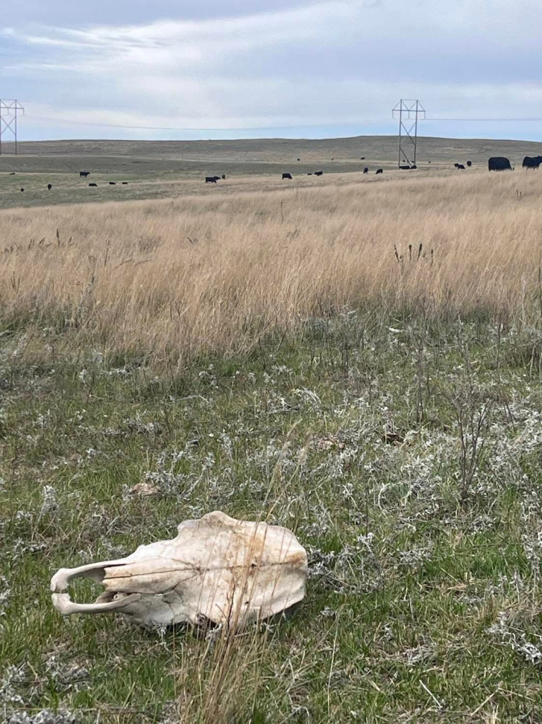 Markets Lake Norden Farmers Elevator Company