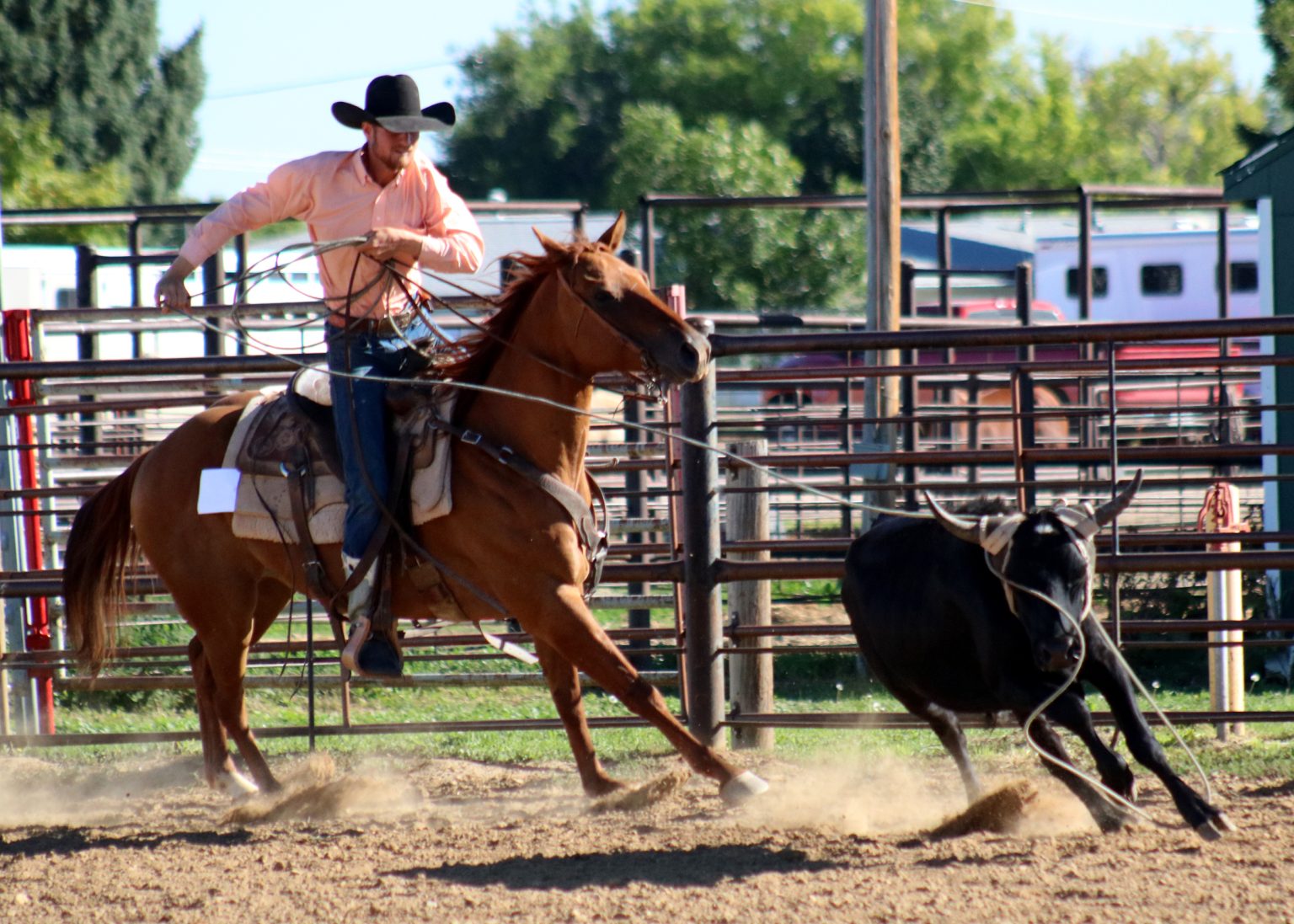 Sugar Bars Legacy 21st Anniversary Quarter Horse Sale