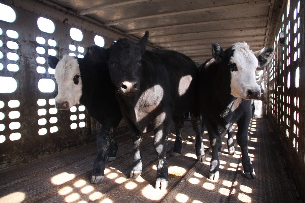 Taking a look: South Dakota Brand Board hires three district supervisors, no chief inspector; Stockgrowers share updated policy suggestions - Vimarsana News