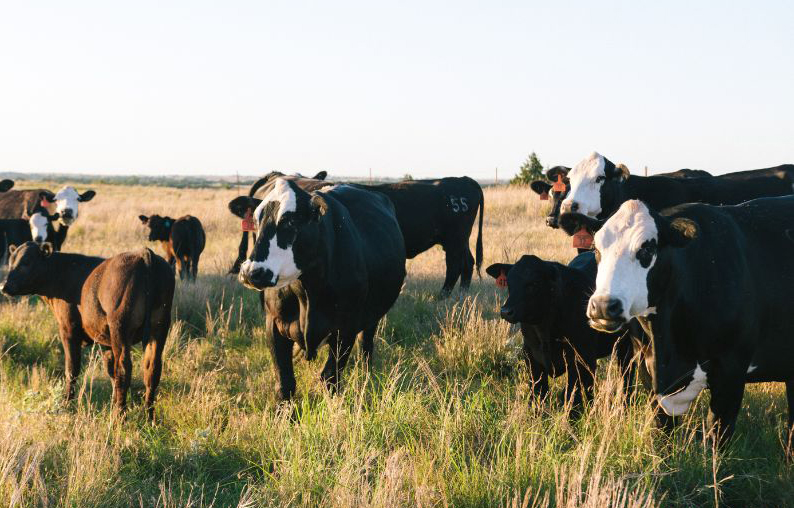Range Beef Cow Symposium to bring Educational Opportunities to Colorado - Vimarsana News