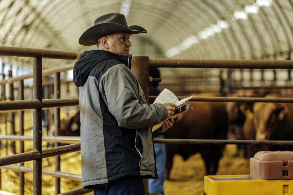 Bieber Fever Fall Female and Bull Sale