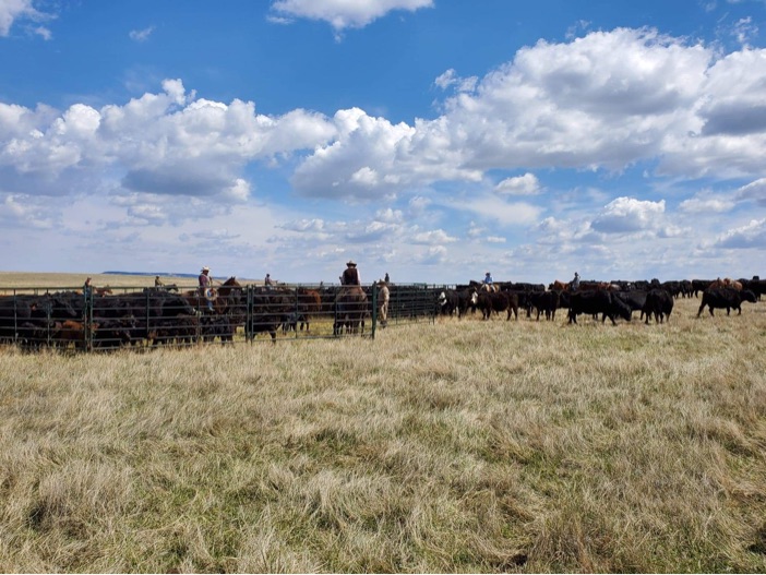 60th Anniversary Edition | Hard Work Made it Work: Volk family keeps ranching tradition alive - Vimarsana News