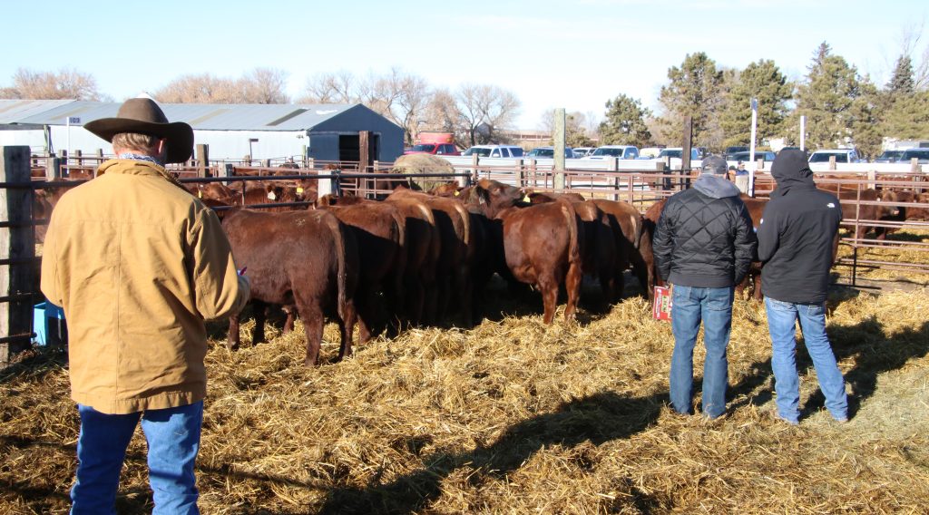 Gill Red Angus Fall Bull and Female Sale