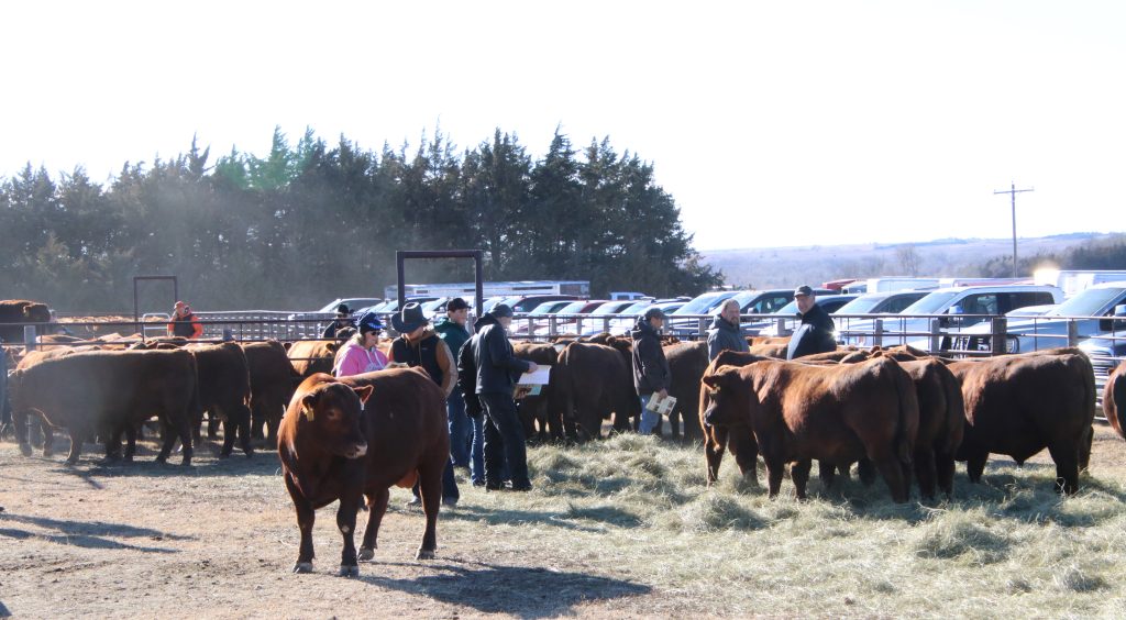 Cross Diamond Cattle Co 18th Annual Production Sale - Vimarsana News