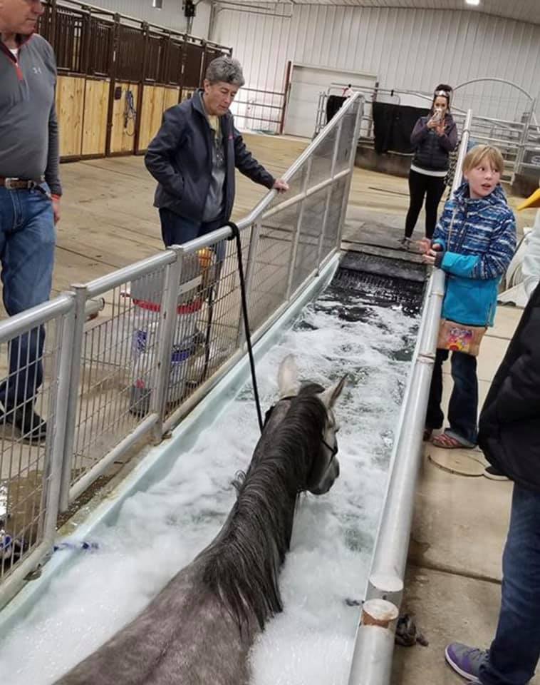 Stallion Showcase 2024 Nirvana Equine Horse Heaven in the Bighorns