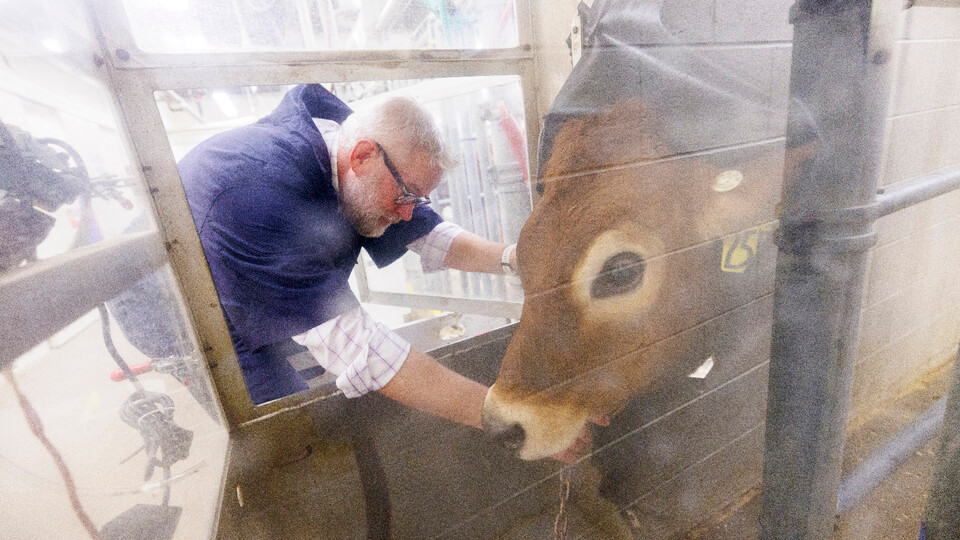 Husker team receives $5M grant to research methane emissions from cattle - Vimarsana News