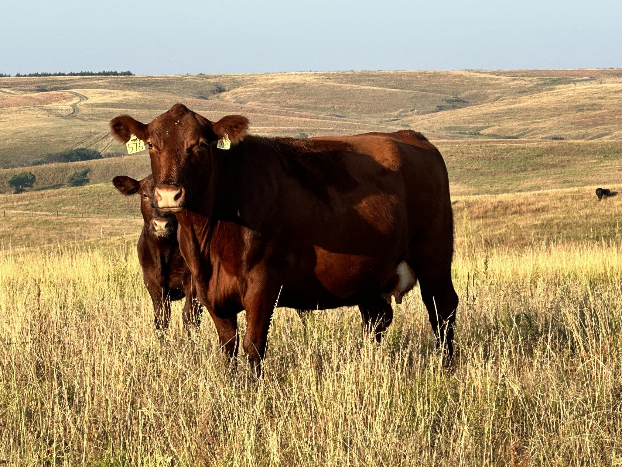 2024 Winter Cattle Journal Cross Diamond Cattle Company