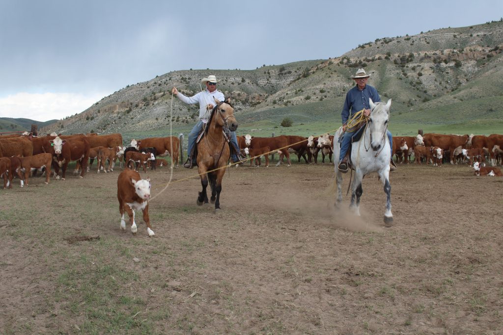 Markets Wheaton Grain