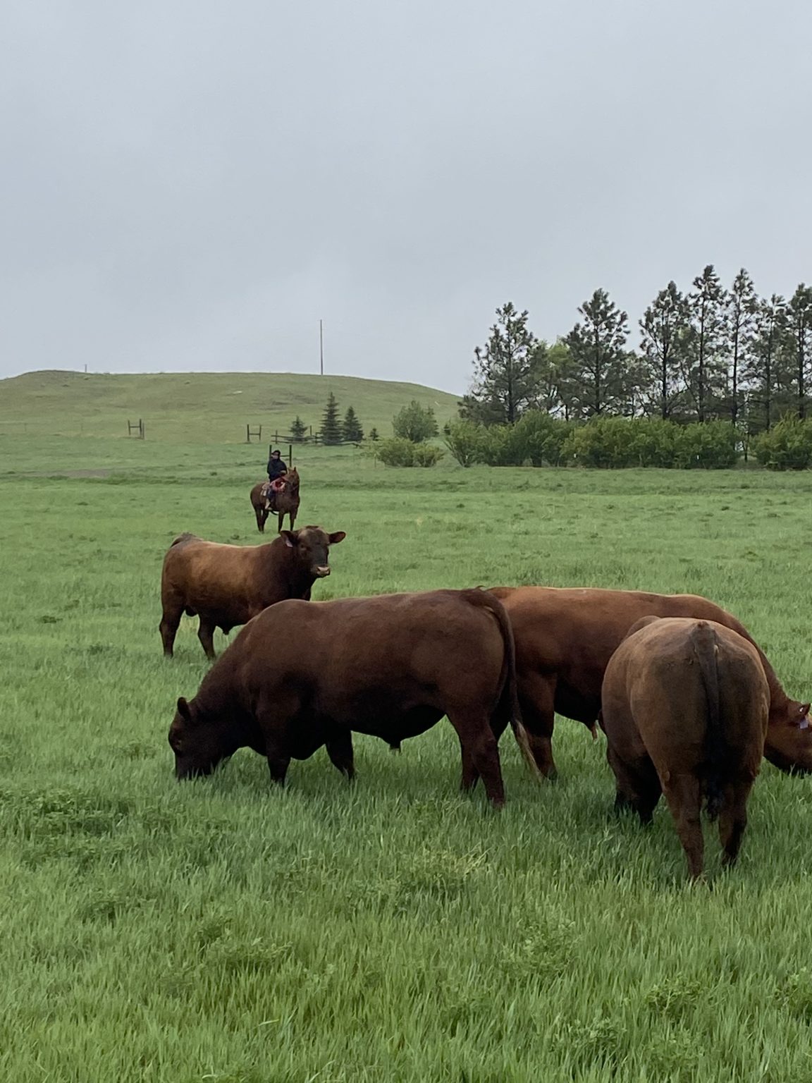 2024 Winter Cattle Journal Gill Red Angus