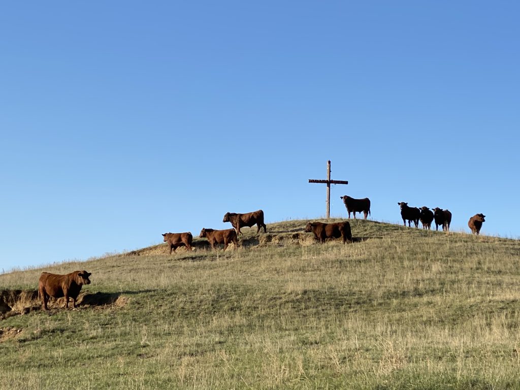 2024 Winter Cattle Journal Gill Red Angus