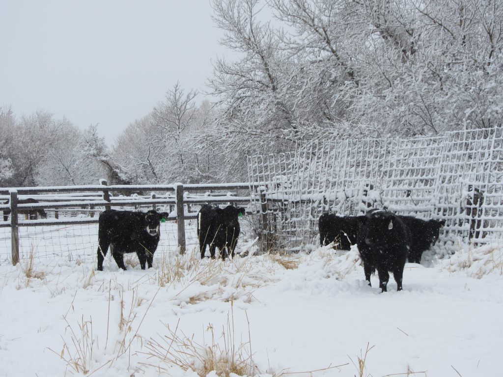 Wintering Bred Heifers - Vimarsana News