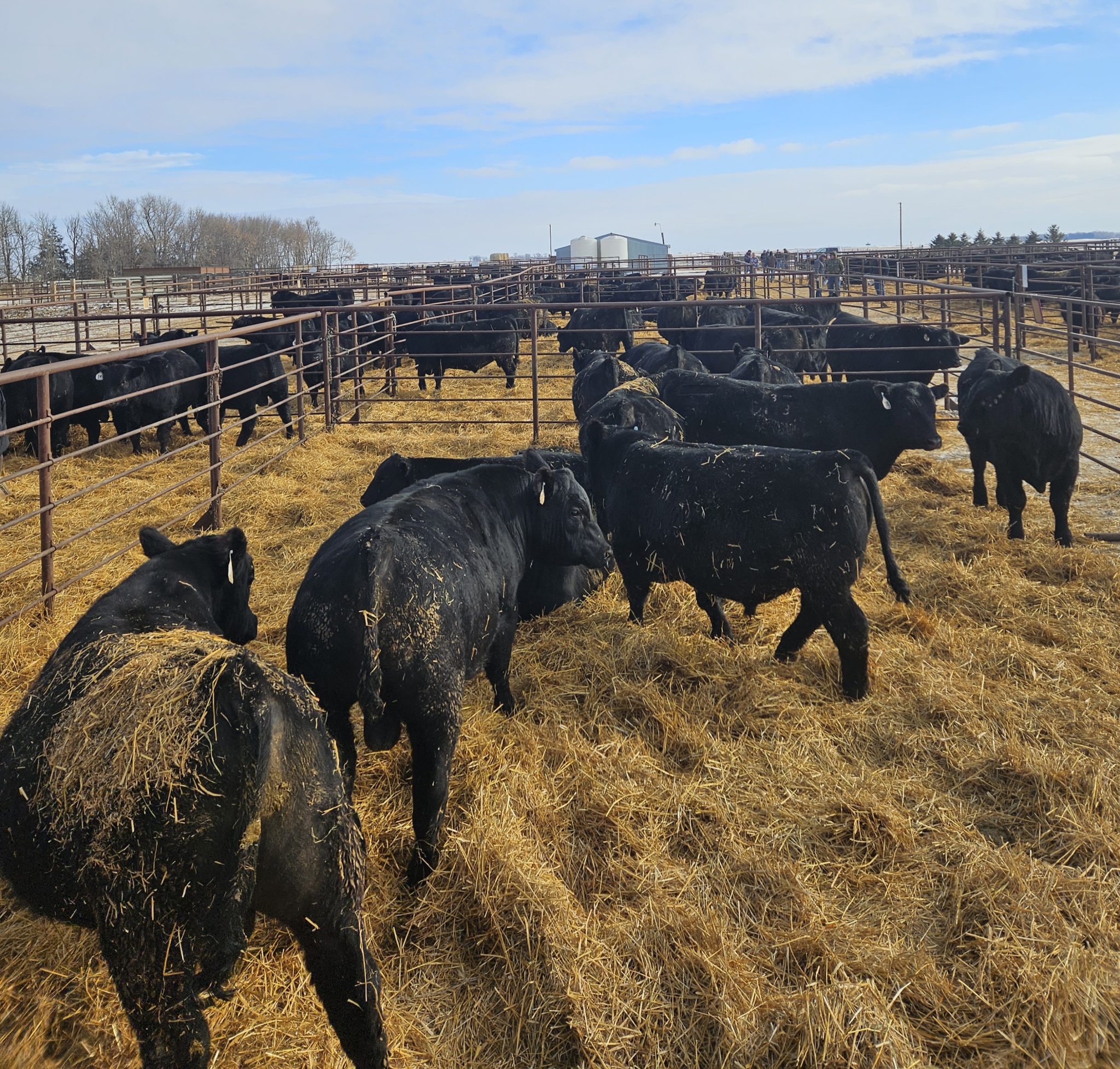 Edgar Bros Angus Bull Sale