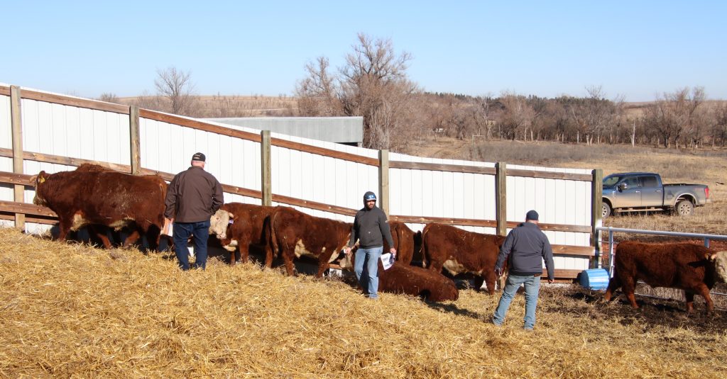Stroh Herefords Sale Report - Vimarsana News