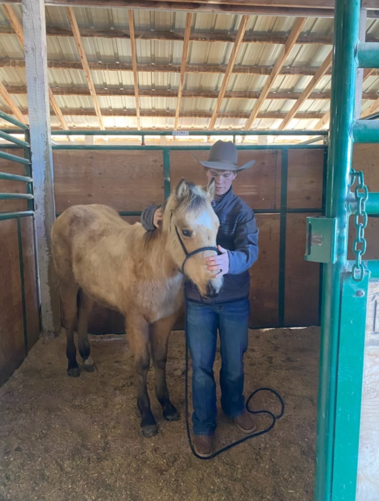 Buckskin Beauty: Montana youth wins 2023 Lloyd Rypkema Memorial Horse Award - Vimarsana News