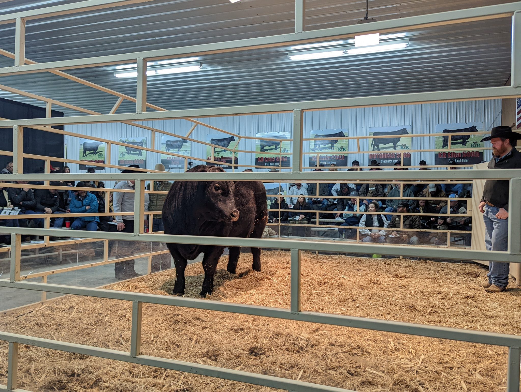 Krebs Ranch Bull Sale