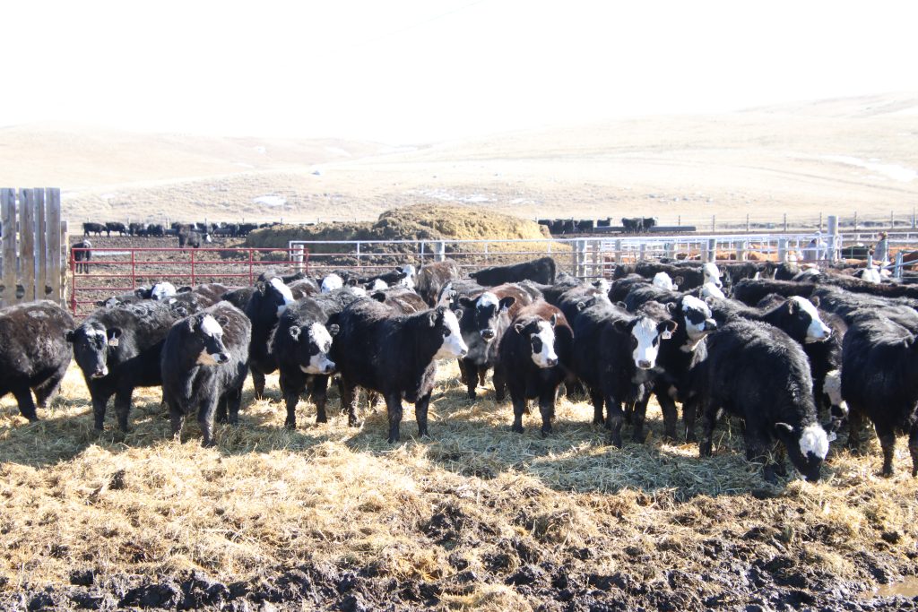 Fawcett’s Elm Creek Ranch Annual Production Sale