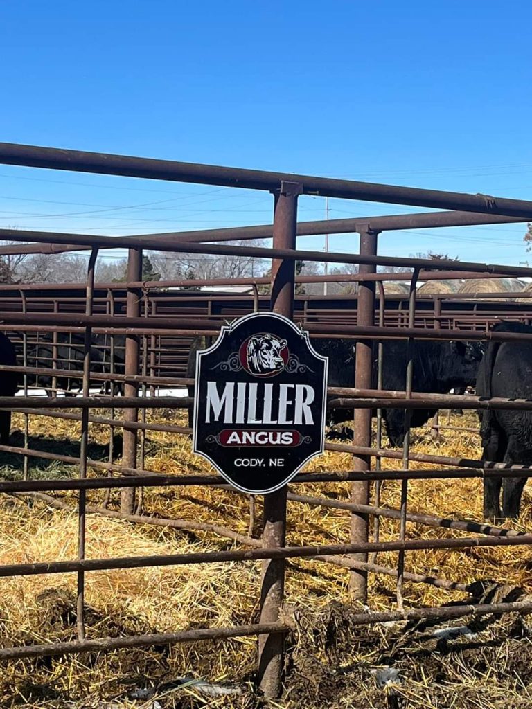 Miller Angus 17th Annual Bull Sale