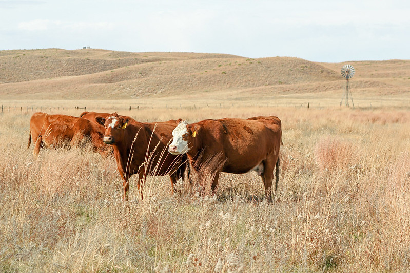 Nebraska Extension Roundtable Discussion on Technology and Ranching
