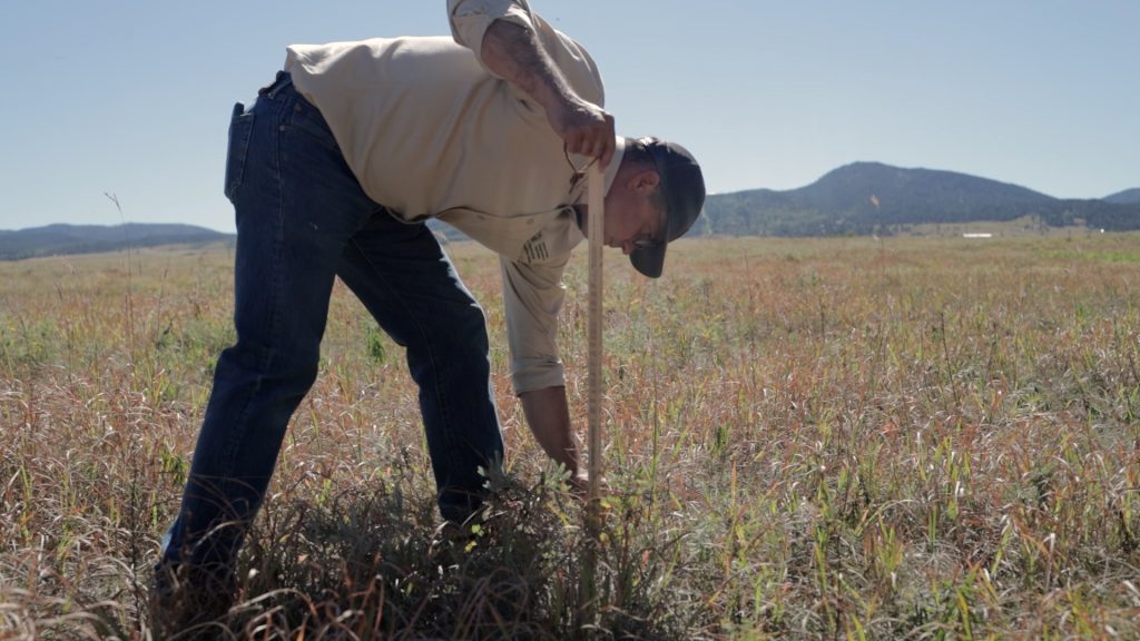 2024 Forage | Assessing Pasture Forage: What’s in Your Field? | TSLN.com