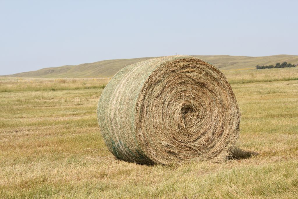 2024 Forage | Nitrogen: Improving Yield with Soil Testing - Vimarsana News