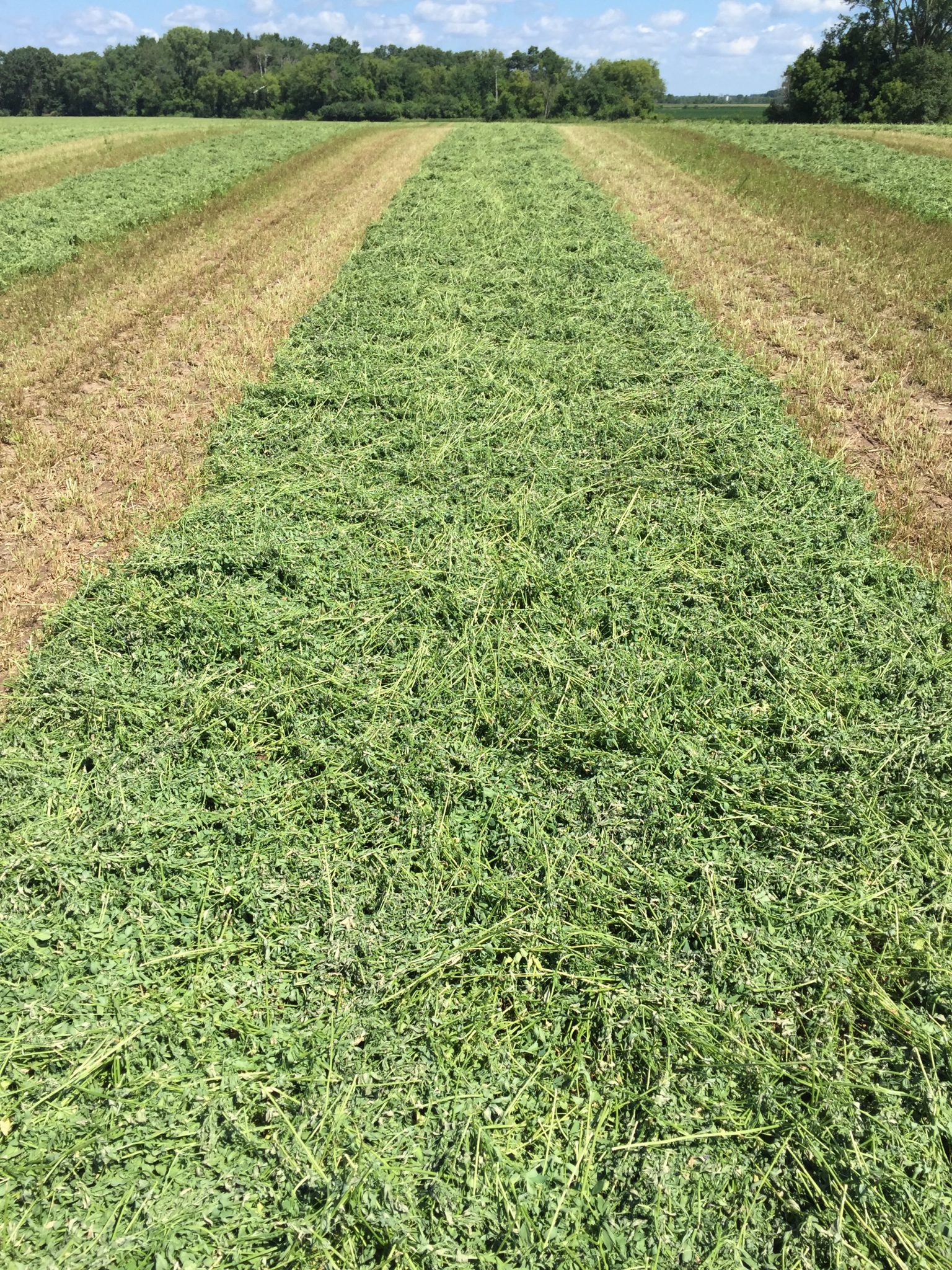 2024 Forage Beyond Vernal Alfalfa