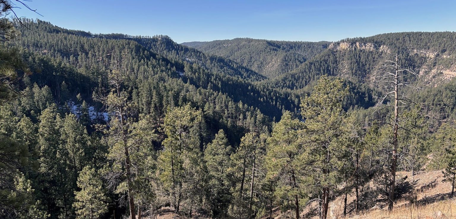 Black Hills National Forest Proposes Reducing Fire Hazard | TSLN.com