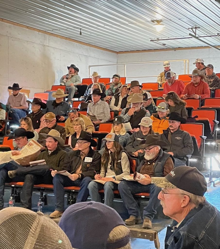 Green Mountain Red Angus Bull Sale