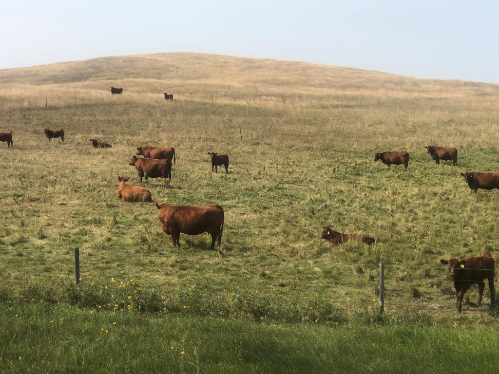 Cows Foraging Proper timing of pasture turnout critical for optimal forage production ...