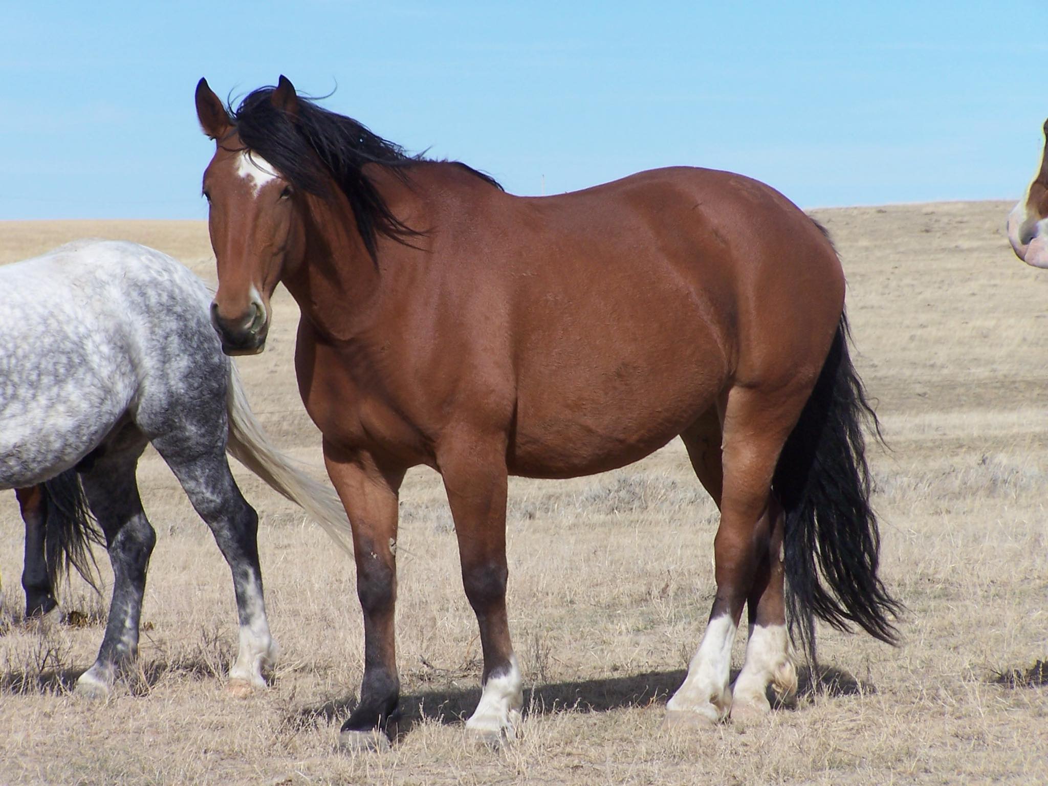 Powder River Rodeo POWDER RIVER RODEO’S MISS CONGENIALITY, TWO-TIME SADDLE BRONC HORSE OF ...