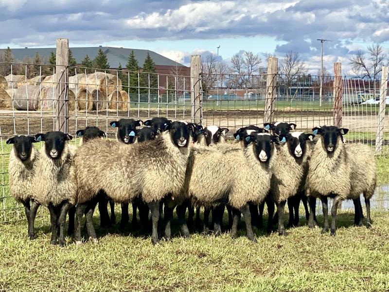 NDSU to Market Romanov Sheep Flock | TSLN.com