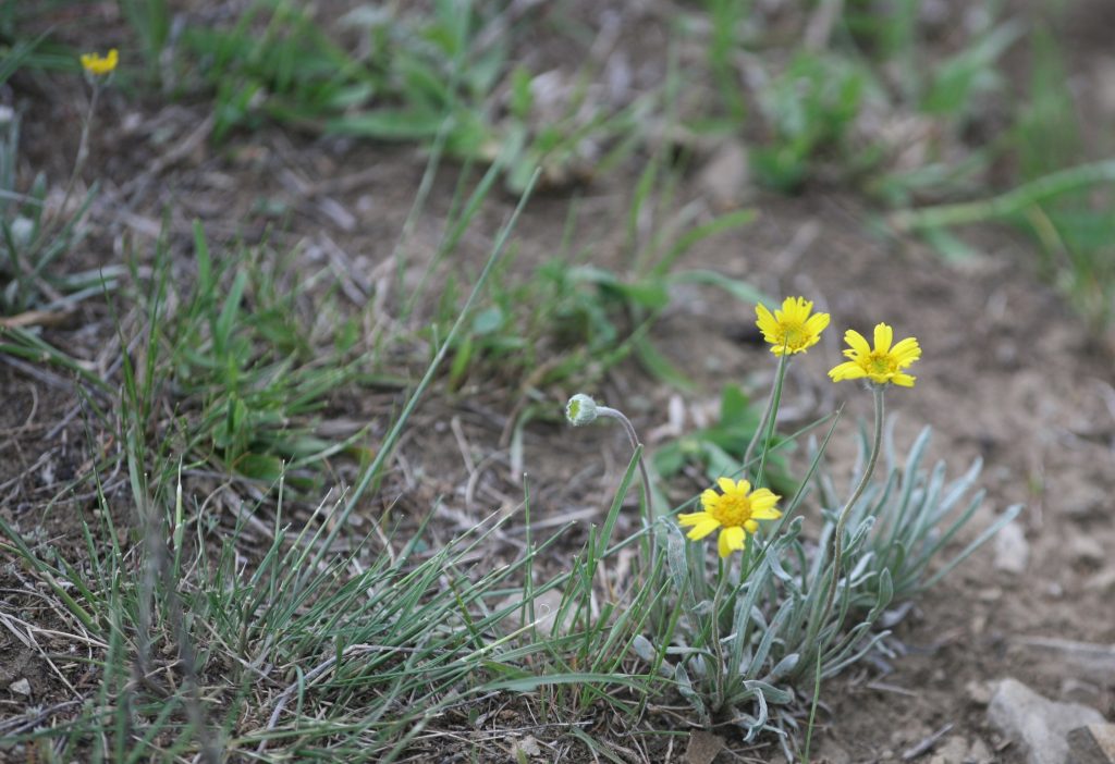 Native Pasture Plant Walks, Grazing Schools, Range Tours - Vimarsana News