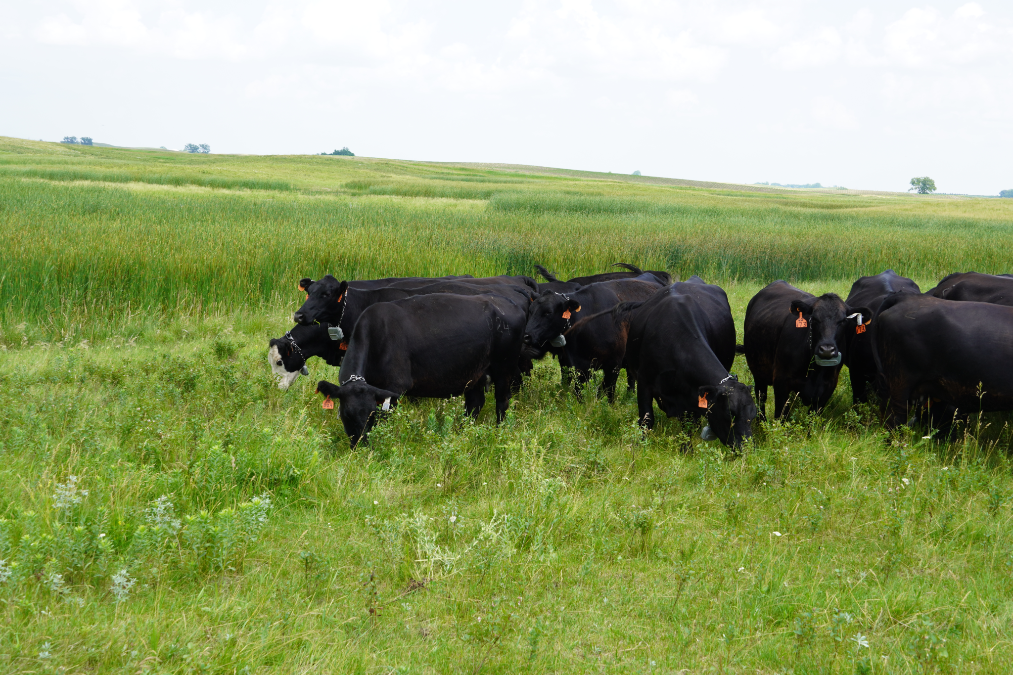 NDSU Animal Science Department hosting Beef Field Day | TSLN.com