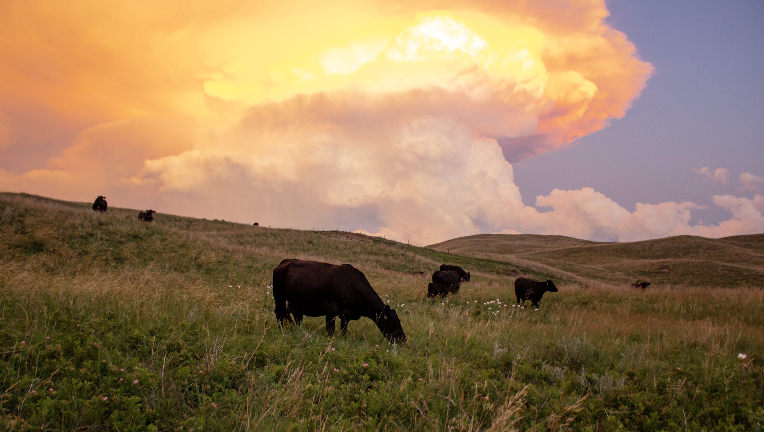 2024 Fall Cattle Journal | Connealy Angus | TSLN.com