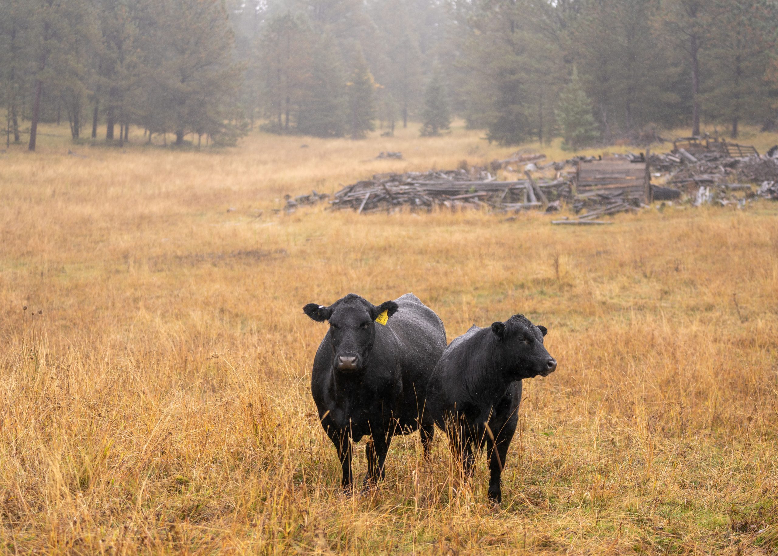2024 Fall Cattle Journal | Frederickson Ranch | TSLN.com