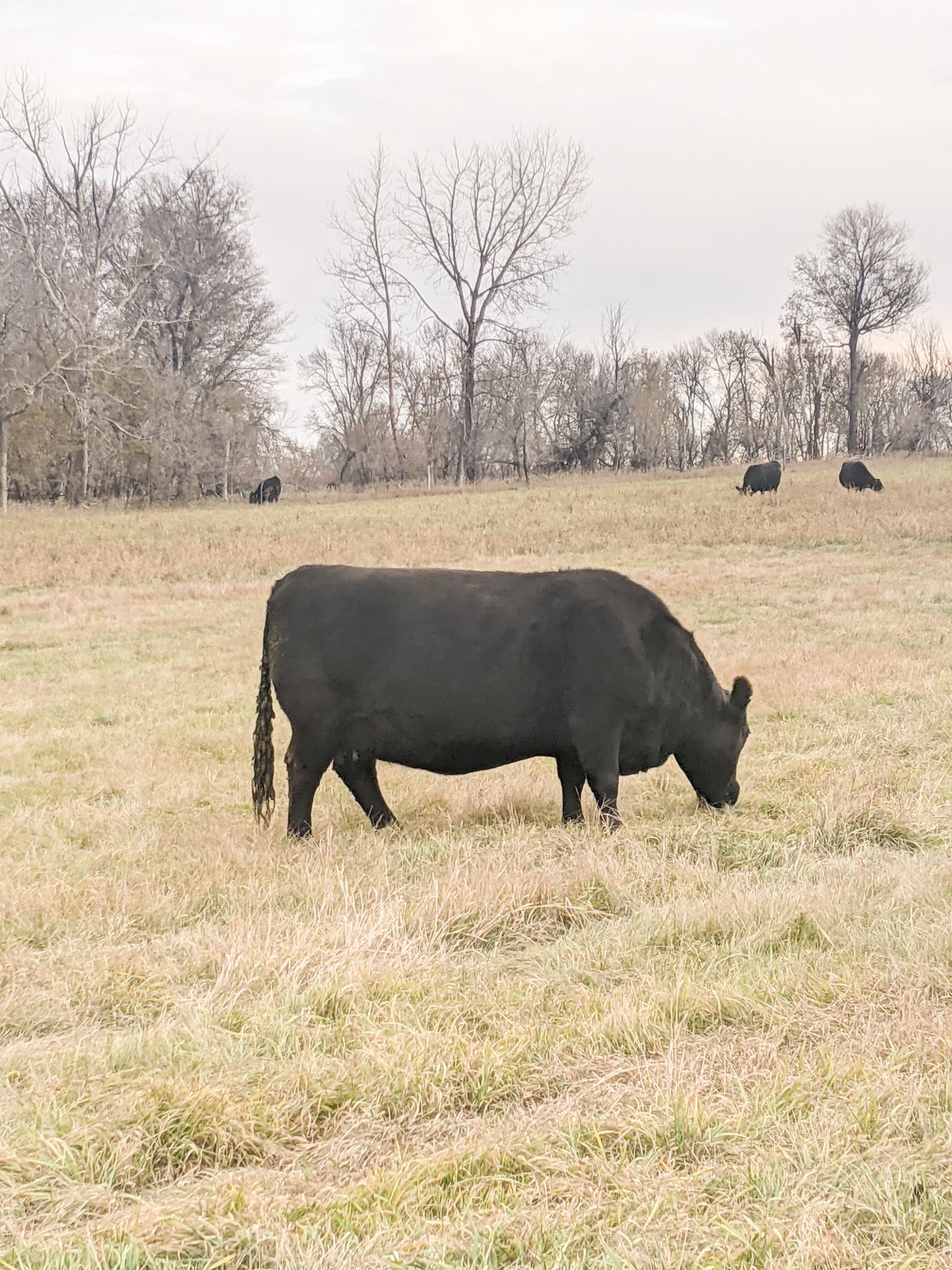 Mccumber Angus Ranch Winter Cattle Journal 2025 | McCumber Angus: Sixty years of Maternal ...