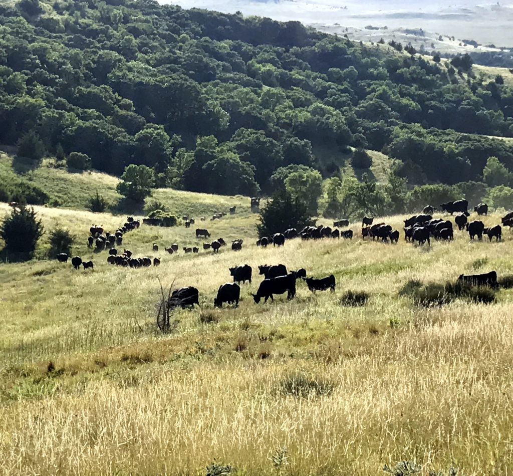 Winter Cattle Journal 2025 Eichacker Simmentals Family, Cattle and