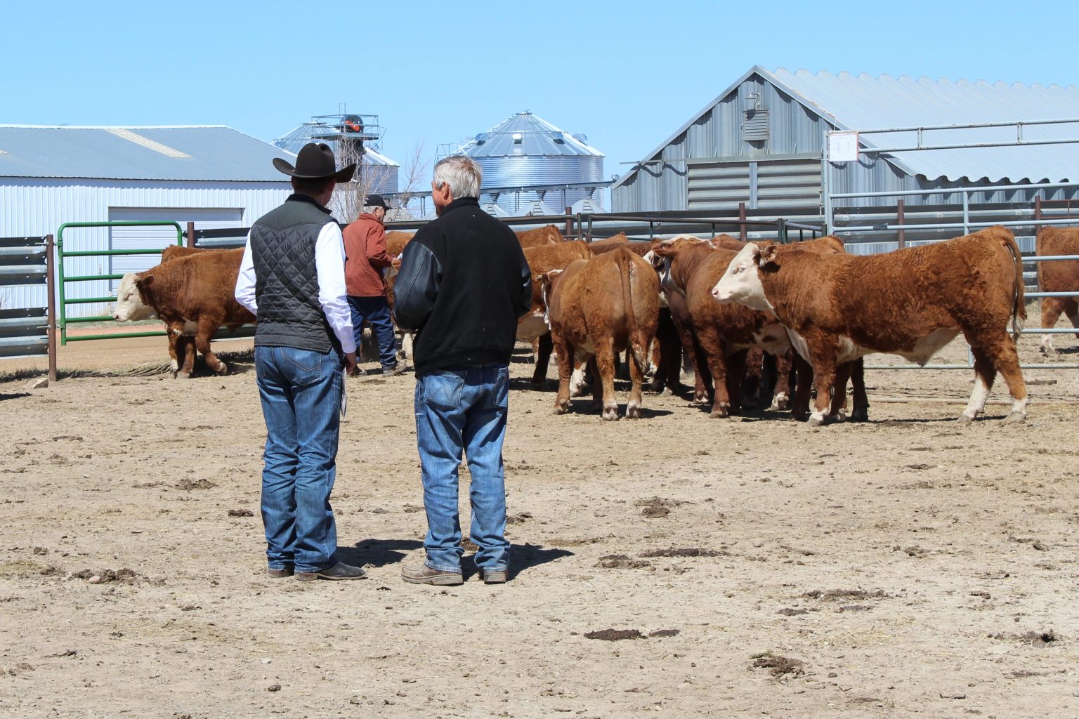 Stuber Ranch Stuber Ranch 57th Annual Production Sale | TSLN.com