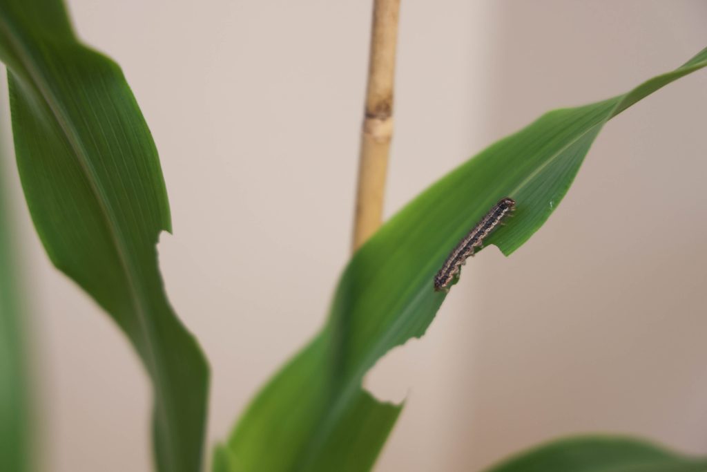 Husker research unlocks secrets of sorghum’s defenses against fall armyworm