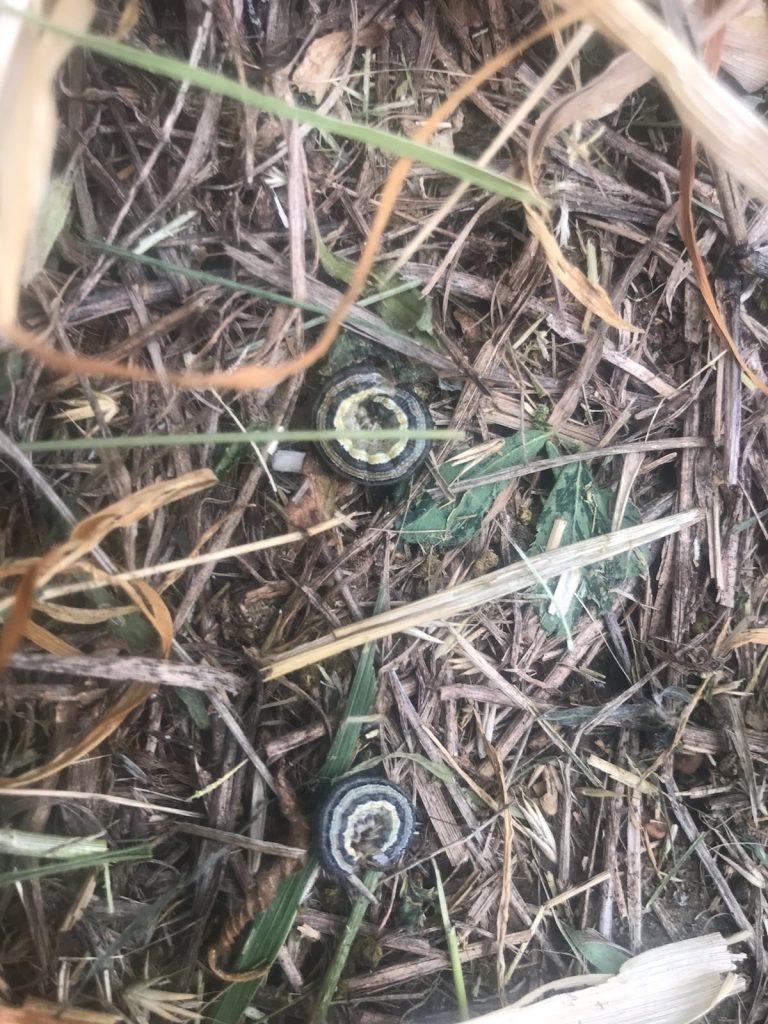 Armyworms Creep Into Western South Dakota Pastures and Crops