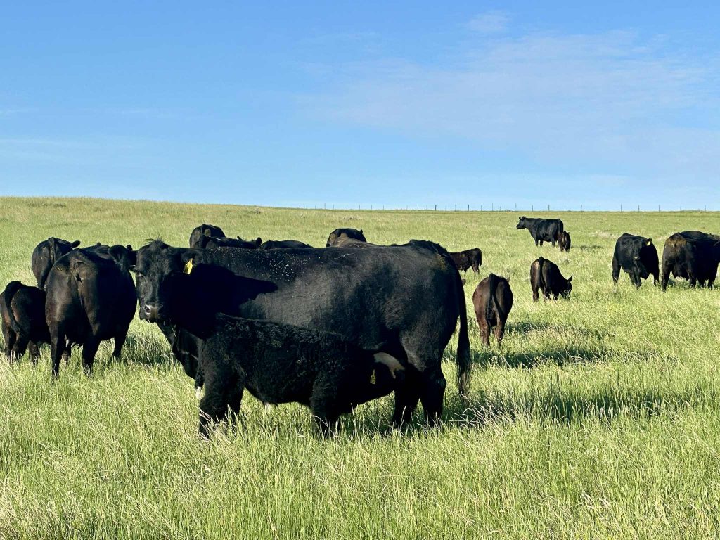 Fall Cattle Journal 2025 | Marty Edwards: Restoring a prairie ecosystem