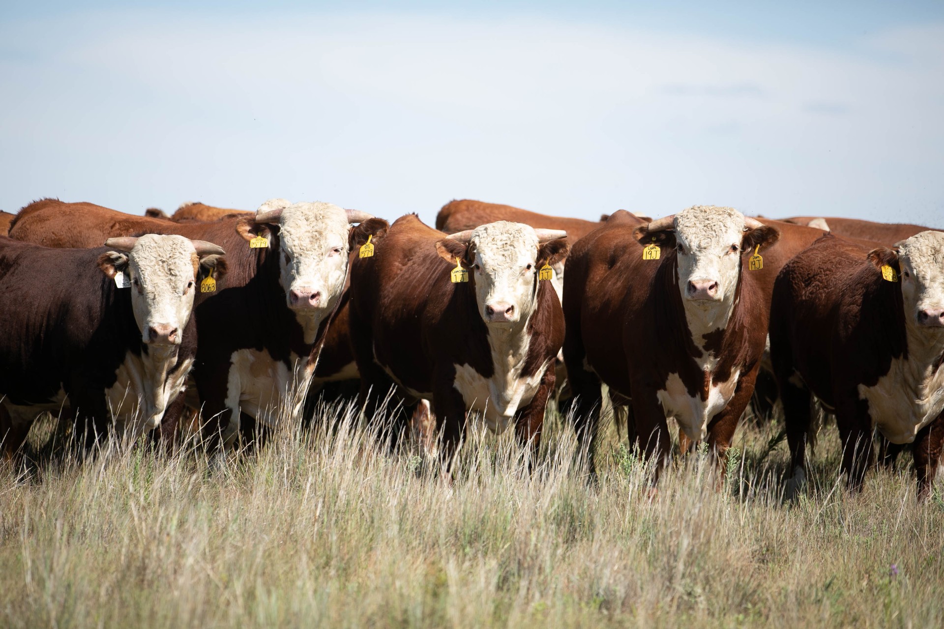 Fall Cattle Journal 2025 | Hoffman Ranch: Balanced Cattle, Balanced ...