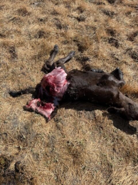 Cattle killing wolves euthanized in California
