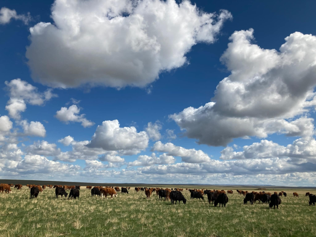 Carter County Carbon questions: Ranchers concerned about proposed sequestration site – Tri-State Livestock News