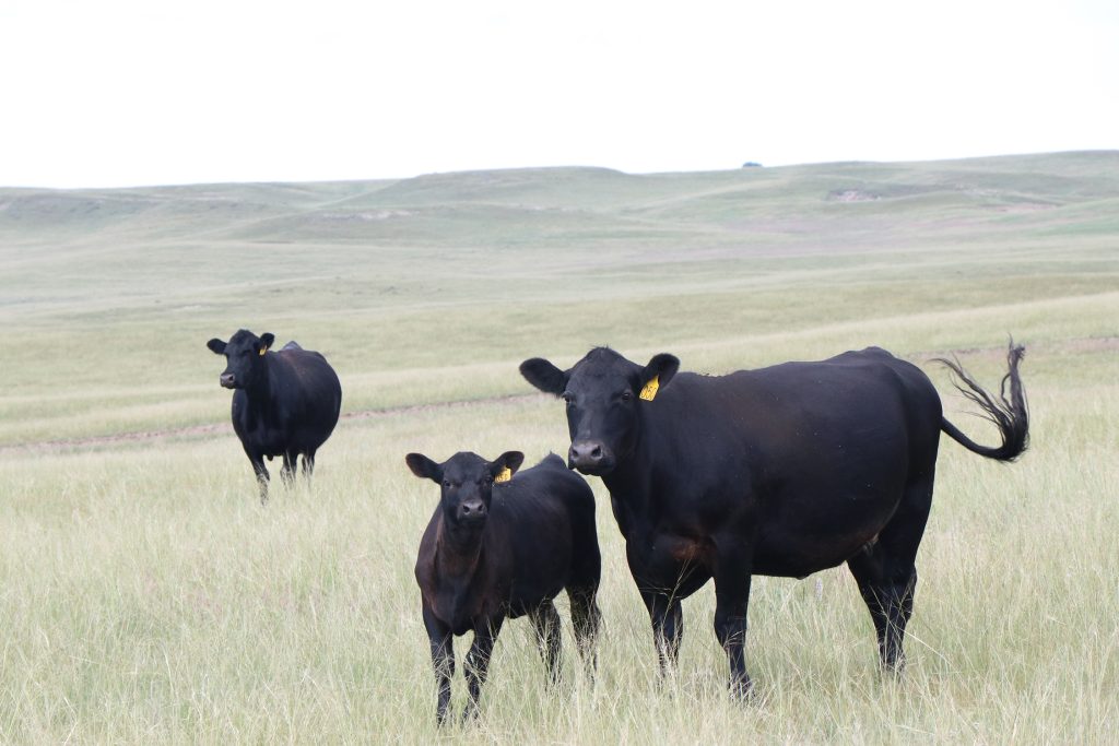 Nebraska Extension to Host Cow Clinics in December
