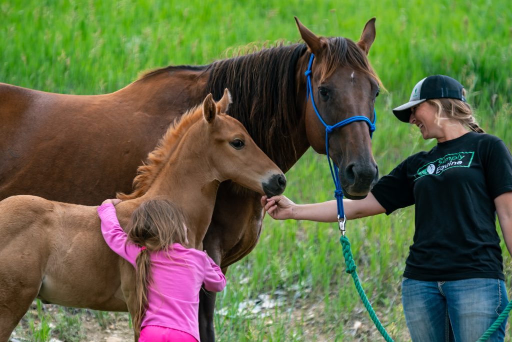 Stallion Showcase 2026 | Wood's Performance Horses: Focused on